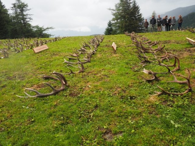 201907 - Abwurfstangenschau Rauschalm